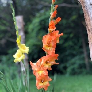 Meet your Posher, Leslie